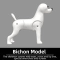 Professional pet grooming model dog for grooming practice dog standard skeleton model dog pet simulator model